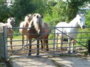 Camping (Brownbread Horse Rescue) Ashburnham